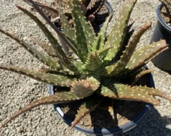 Succulent Plant Mature Aloe 'Freckles'. 13 Succulent Plant Mature Aloe 'Freckles'. -Cheap Plantly Store freckles 6