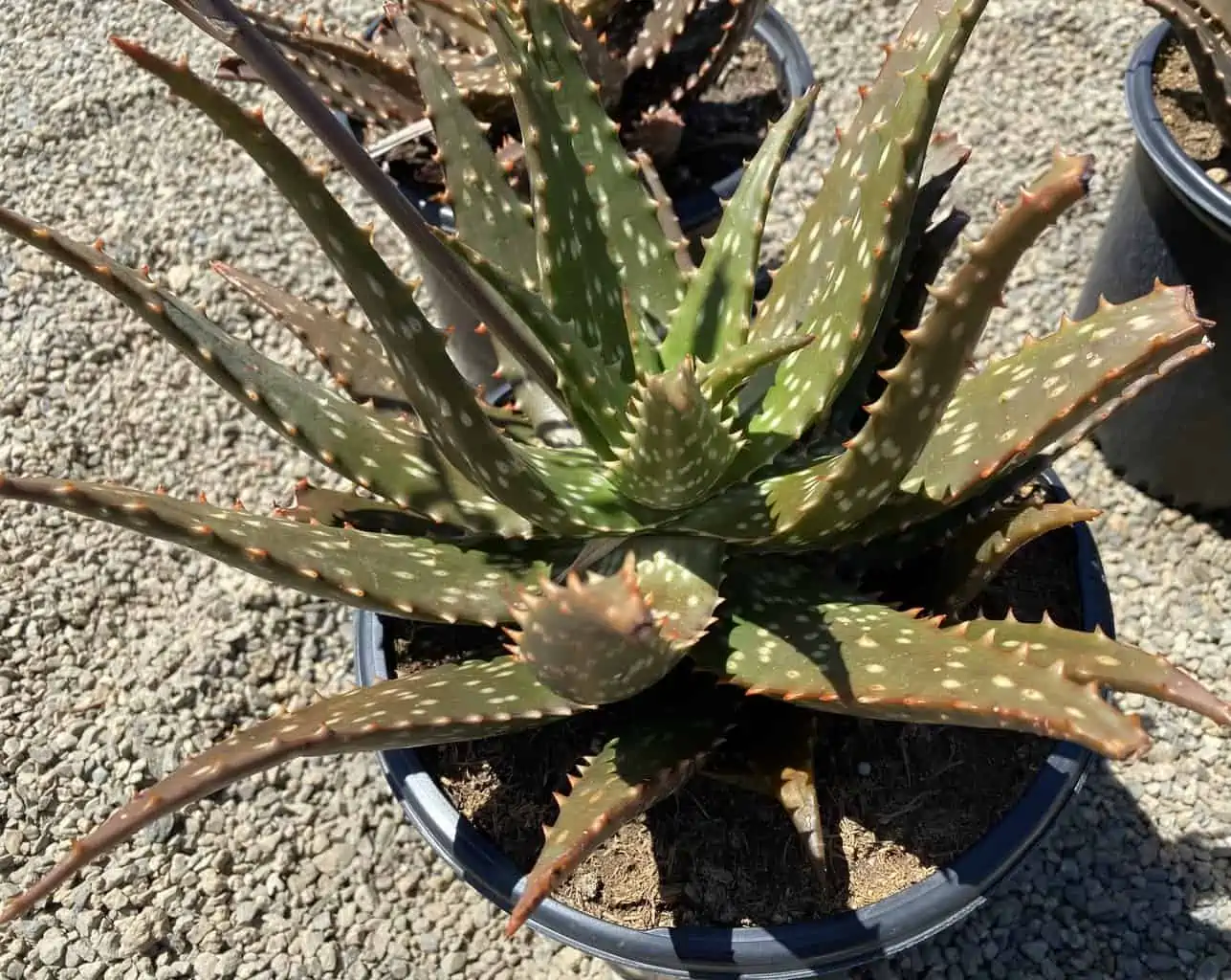 Succulent Plant Mature Aloe 'Freckles'. 5 Succulent Plant Mature Aloe 'Freckles'. - Image 3