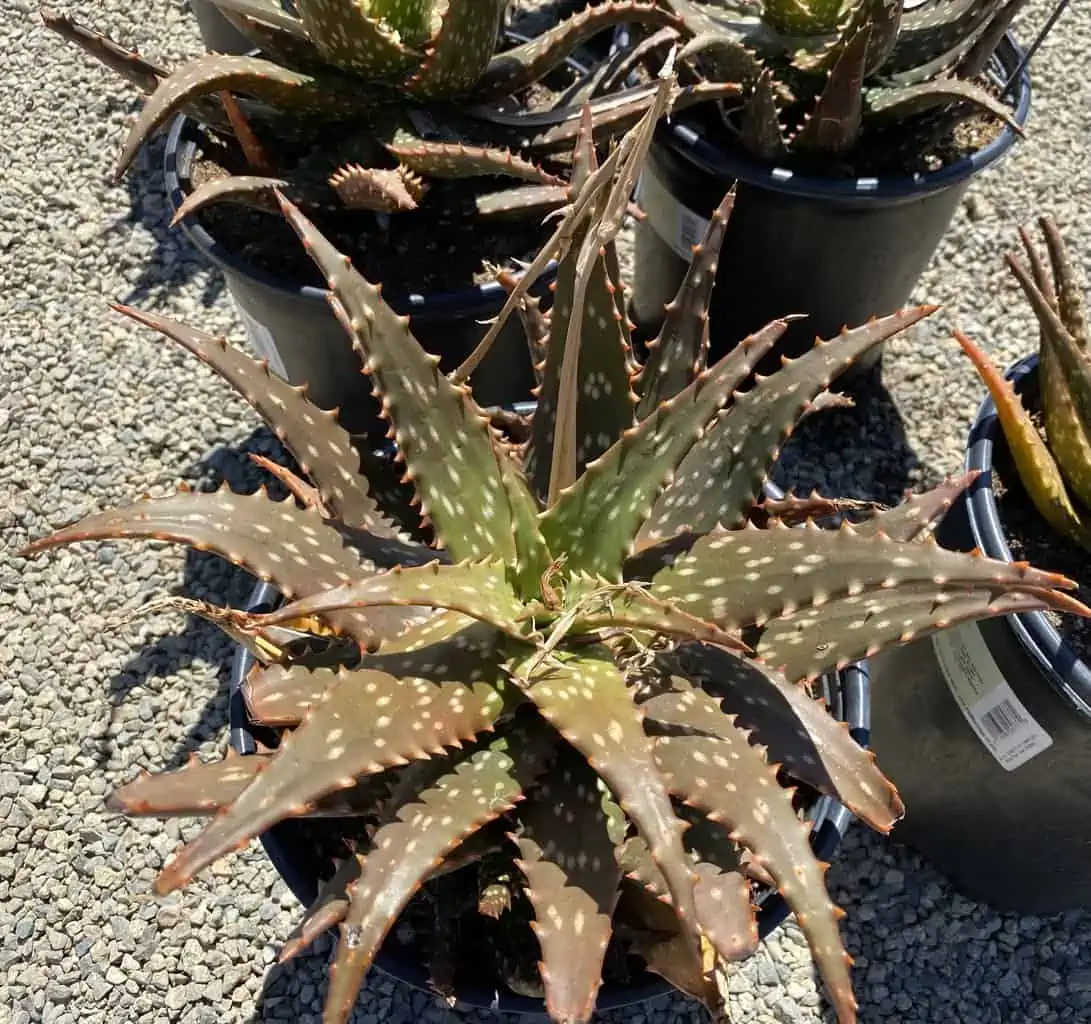 Succulent Plant Mature Aloe 'Freckles'. 4 Succulent Plant Mature Aloe 'Freckles'. - Image 2