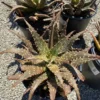 Succulent Plant Mature Aloe 'Freckles'. 1 Succulent Plant Mature Aloe 'Freckles'. -Cheap Plantly Store freckles 7