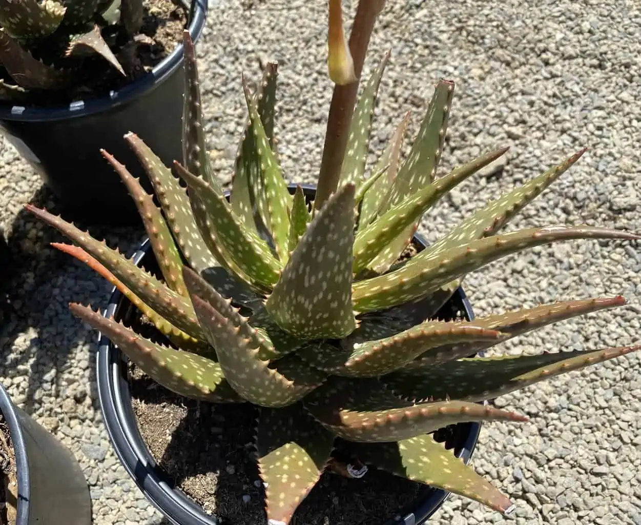 Succulent Plant Mature Aloe 'Freckles'. 11 Succulent Plant Mature Aloe 'Freckles'. - Image 9