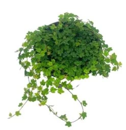 String Of Frogs, 4 Inch, Ficus Pumila Quercifolia, Oakleaf Creeping Fig -Cheap Plantly Store frog 1