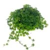 String Of Frogs, 4 Inch, Ficus Pumila Quercifolia, Oakleaf Creeping Fig -Cheap Plantly Store frog