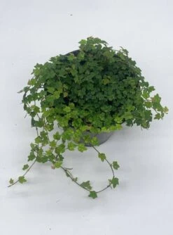 String Of Frogs, 4 Inch, Ficus Pumila Quercifolia, Oakleaf Creeping Fig -Cheap Plantly Store frog2
