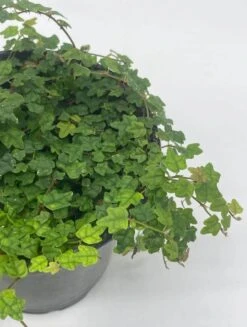 String Of Frogs, 4 Inch, Ficus Pumila Quercifolia, Oakleaf Creeping Fig -Cheap Plantly Store frog4