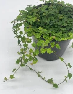 String Of Frogs, 4 Inch, Ficus Pumila Quercifolia, Oakleaf Creeping Fig -Cheap Plantly Store frog5