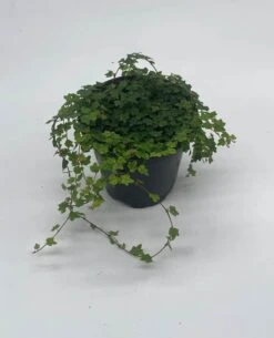 String Of Frogs, 4 Inch, Ficus Pumila Quercifolia, Oakleaf Creeping Fig -Cheap Plantly Store frog6