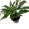 Amazing Spathiphyllum 'Peace Lily' 4" Pot. Great Holiday Gift! -Cheap Plantly Store frt 1