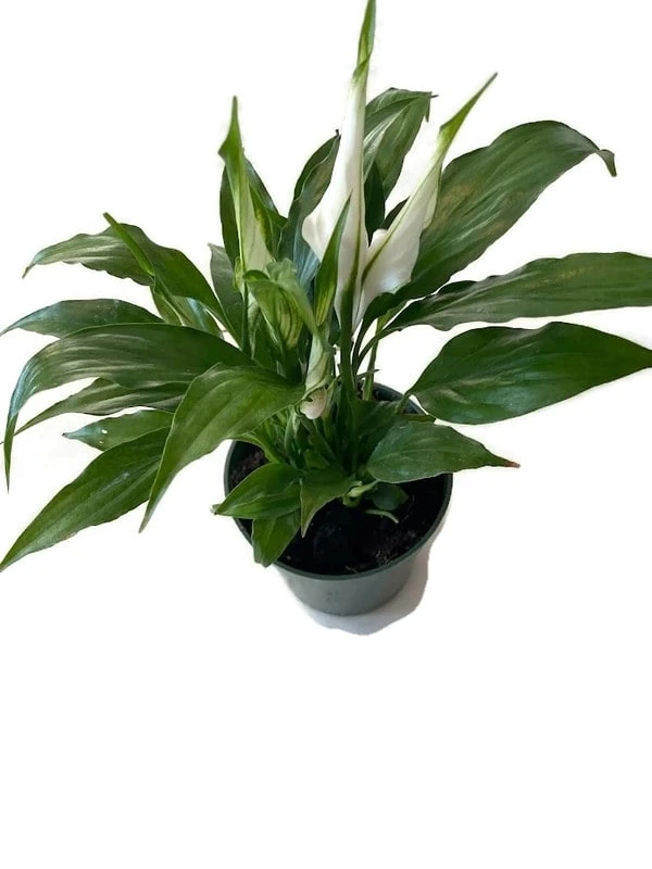 Amazing Spathiphyllum 'Peace Lily' 4" Pot. Great Holiday Gift! 3 Amazing Spathiphyllum 'Peace Lily' 4" Pot. Great Holiday Gift!