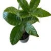 Rare Money Tree 'Guiana Chestnut' Pachira Stump 4" Pot. 2 Rare Money Tree 'Guiana Chestnut' Pachira Stump 4" Pot. -Cheap Plantly Store frt