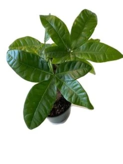 Rare Money Tree 'Guiana Chestnut' Pachira Stump 4" Pot.