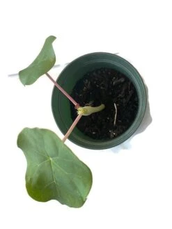 Buddha Belly Bush - Jatropha Podagrica - Starter Plant In 6 Inch Pot -Cheap Plantly Store frt vire shadow