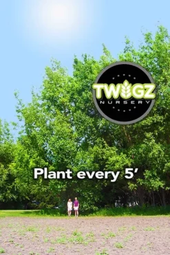Hybrid Willow Austree Cuttings - Fast Growing Privacy Shade Trees - Easy Starts 8-12" -Cheap Plantly Store fulblueb copy