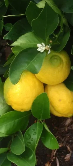 Swingle Citrumelo - Cold Hardy Citrus (Cross Between Seville Orange & Trifoliate Orange) -Cheap Plantly Store glen6