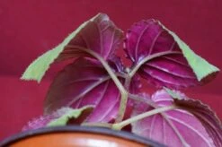 Gloxinia Perrenis 12 Gloxinia Perrenis -Cheap Plantly Store glox3