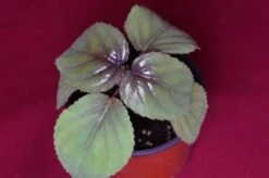 Gloxinia Perrenis 11 Gloxinia Perrenis -Cheap Plantly Store glox4