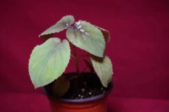 Gloxinia Perrenis 10 Gloxinia Perrenis -Cheap Plantly Store glox5