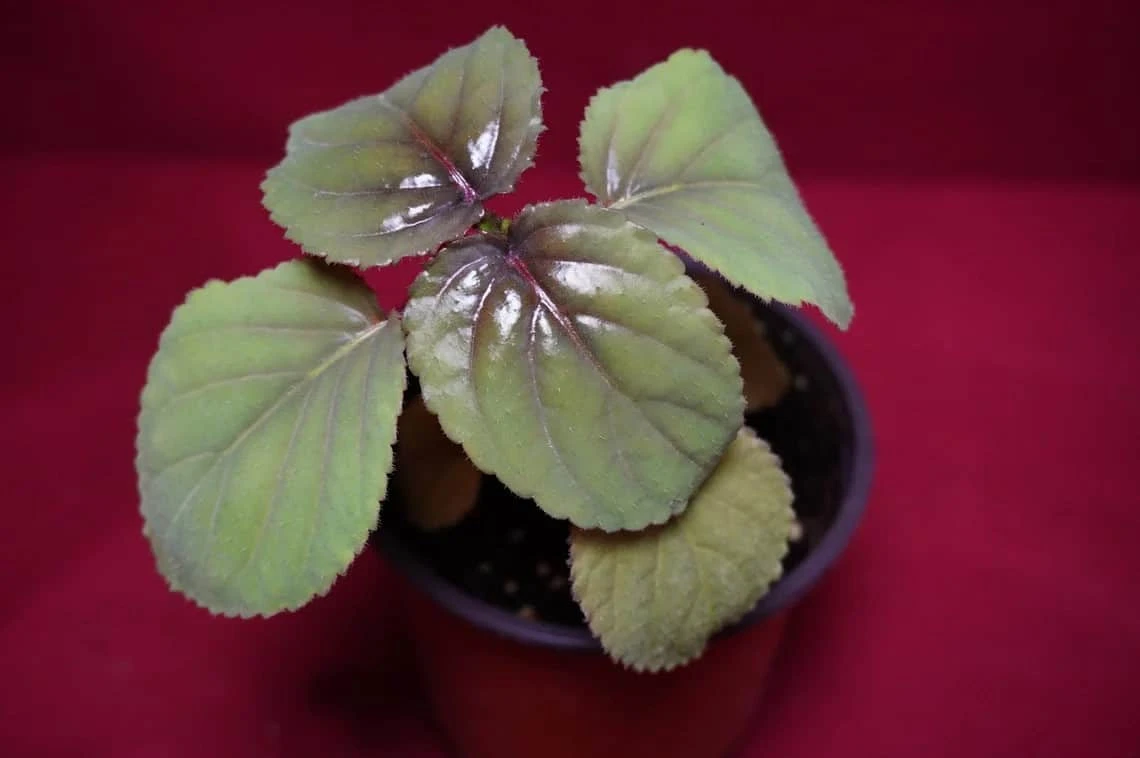 Gloxinia Perrenis 4 Gloxinia Perrenis - Image 2