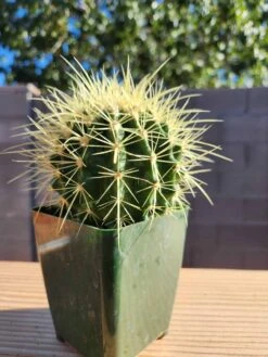 Echinocactus Grusonii - Golden Barrel Cactus 4" Pot -Cheap Plantly Store golden barrel a rotated 1