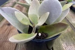 Mature Succulent Plant Kalanchoe Grey Ghost -Cheap Plantly Store grey ghost 2