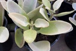 Mature Succulent Plant Kalanchoe Grey Ghost -Cheap Plantly Store grey ghost