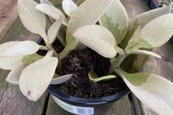 Mature Succulent Plant Kalanchoe Grey Ghost -Cheap Plantly Store grey ghost 4