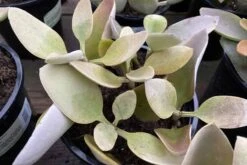 Mature Succulent Plant Kalanchoe Grey Ghost -Cheap Plantly Store grey ghost 6