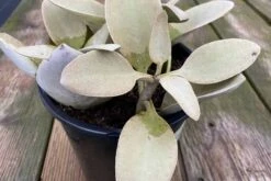 Mature Succulent Plant Kalanchoe Grey Ghost -Cheap Plantly Store grey ghost 8