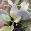 Mature Succulent Plant Kalanchoe Grey Ghost 2 Mature Succulent Plant Kalanchoe Grey Ghost -Cheap Plantly Store grey ghost 9