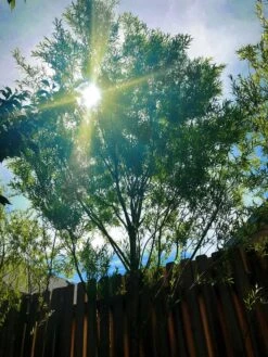 Hybrid Willow Austree Cuttings - Fast Growing Privacy Shade Trees - Easy Starts 8-12"