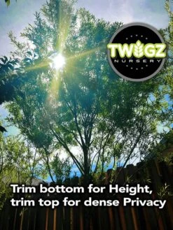 Austree Hybrid Willow Salix Cutting 12 Austree Hybrid Willow Salix Cutting -Cheap Plantly Store growth3