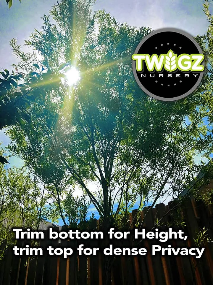 Austree Hybrid Willow Salix Cutting 7 Austree Hybrid Willow Salix Cutting - Image 5