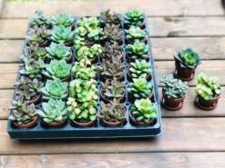 Bulk Mini Succulents, Small Succulents For Favors Or Crafts, Tray Of Succulents, 100 Succulents -Cheap Plantly Store holt1