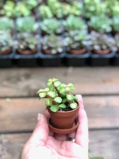 Bulk Mini Succulents, Small Succulents For Favors Or Crafts, Tray Of Succulents, 100 Succulents -Cheap Plantly Store holt2