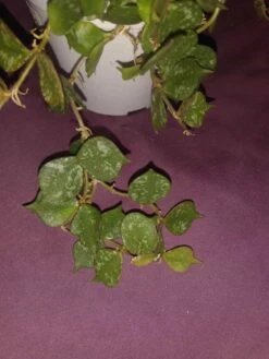 Soul Peace Bundle-Curtisii -Cheap Plantly Store hoya curtisii 3