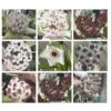 Hoya House Plant Various Species -Cheap Plantly Store hoya flower