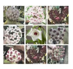 Hoya House Plant Various Species