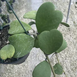 Hoya Kerrii - Sweetheart Hoya 8 Hoya Kerrii - Sweetheart Hoya -Cheap Plantly Store hoya kerrii sweetheart hoya 6 pot little shop of succs 2 1024x1024@2x