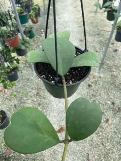 Hoya Kerrii - Sweetheart Hoya 9 Hoya Kerrii - Sweetheart Hoya -Cheap Plantly Store hoya kerrii sweetheart hoya 6 pot little shop of succs 3 1024x1024@2x