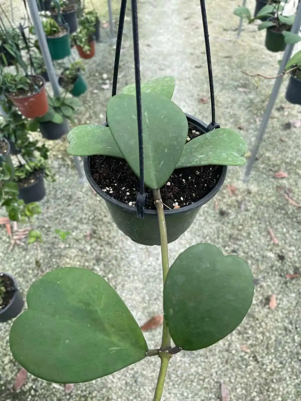 Hoya Kerrii - Sweetheart Hoya 6 Hoya Kerrii - Sweetheart Hoya - Image 4