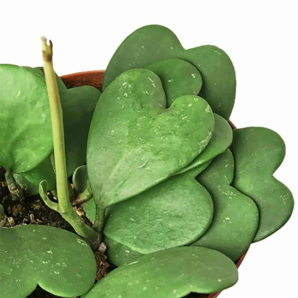 Hoya Kerrii - Sweetheart Hoya 4 Hoya Kerrii - Sweetheart Hoya - Image 2