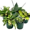 Variegated Hoya Assortment Set, Hindu Rope, Wayetii, Australis, Macrophylla, Krimson Princess | 4 Inch Pots -Cheap Plantly Store hoyab