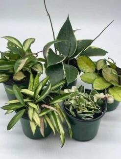 Variegated Hoya Assortment Set, Hindu Rope, Wayetii, Australis, Macrophylla, Krimson Princess | 4 Inch Pots -Cheap Plantly Store hoyab1