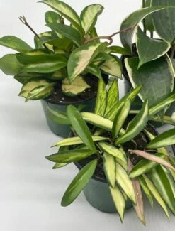 Variegated Hoya Assortment Set, Hindu Rope, Wayetii, Australis, Macrophylla, Krimson Princess | 4 Inch Pots -Cheap Plantly Store hoyab2