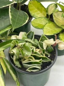 Variegated Hoya Assortment Set, Hindu Rope, Wayetii, Australis, Macrophylla, Krimson Princess | 4 Inch Pots -Cheap Plantly Store hoyab3