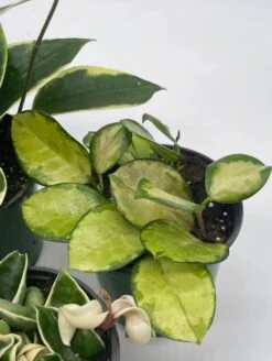 Variegated Hoya Assortment Set, Hindu Rope, Wayetii, Australis, Macrophylla, Krimson Princess | 4 Inch Pots -Cheap Plantly Store hoyab4