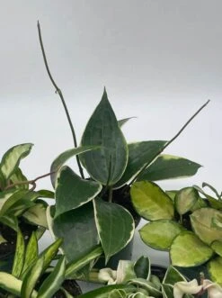 Variegated Hoya Assortment Set, Hindu Rope, Wayetii, Australis, Macrophylla, Krimson Princess | 4 Inch Pots -Cheap Plantly Store hoyab5