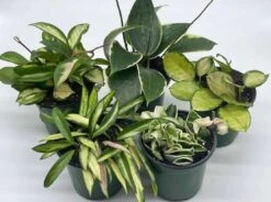Variegated Hoya Assortment Set, Hindu Rope, Wayetii, Australis, Macrophylla, Krimson Princess | 4 Inch Pots -Cheap Plantly Store hoyab6