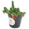 Huernia Confusa Phillips, Zebrina, Huernia Starfish Plant, Starfish Cactus, Lifesaver Flower, Beautiful Well Rooted Starter 4 Inch Pot
