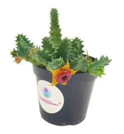 Huernia Confusa Phillips, Zebrina, Huernia Starfish Plant, Starfish Cactus, Lifesaver Flower, Beautiful Well Rooted Starter 4 Inch Pot